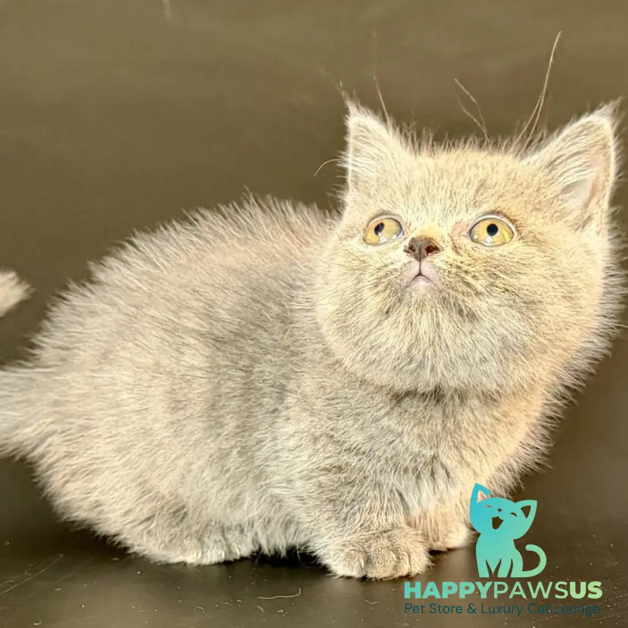 Alfie Munchkin male blue - live animals