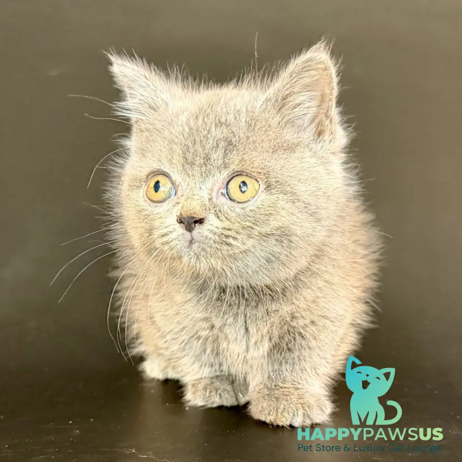 Alfie Munchkin male blue - live animals