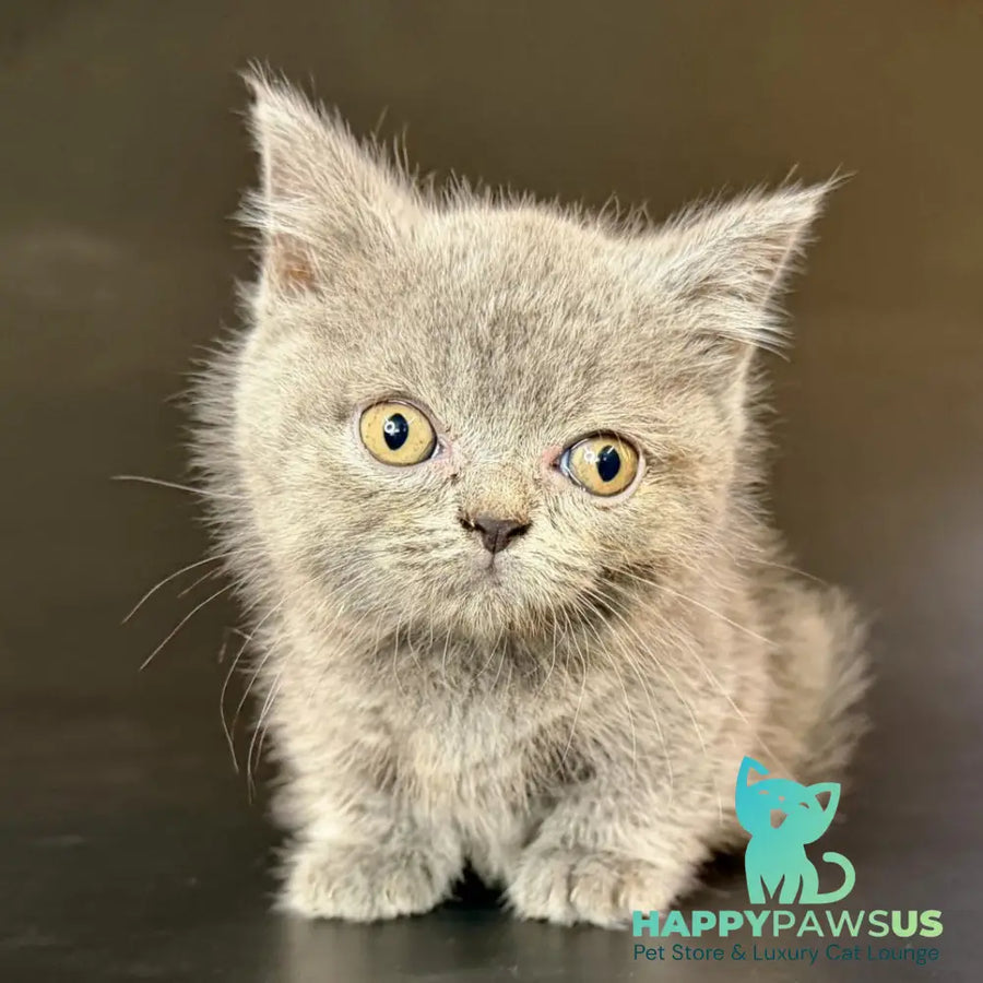 Alfie Munchkin male blue - live animals