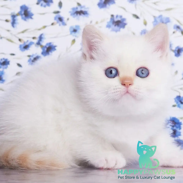 Aliaska British Shorthair female red pointed - live animals