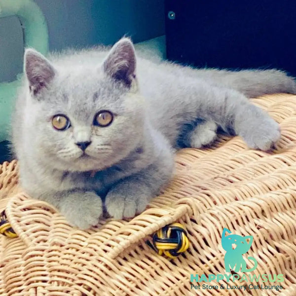 Alic British Shorthair male blue - live animals