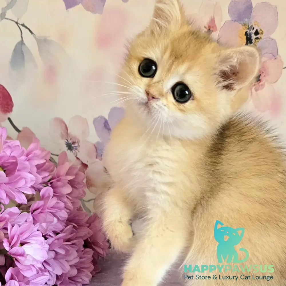 Alice British Shorthair female black golden shaded - live animals