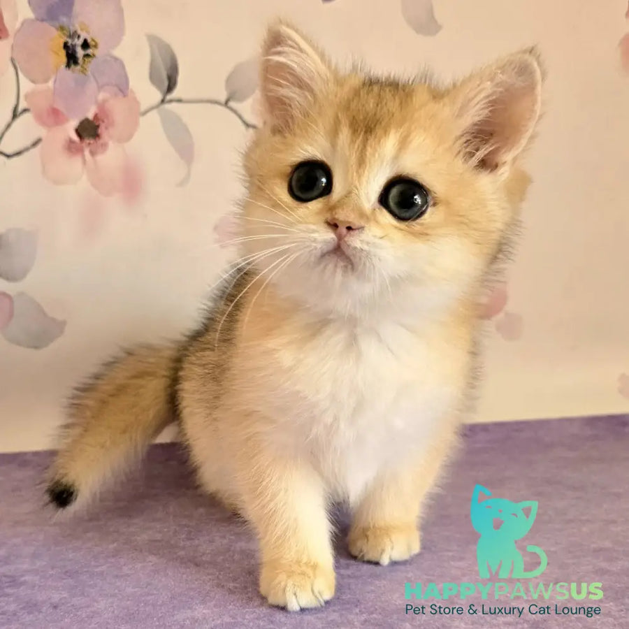 Alice British Shorthair female black golden shaded - live animals