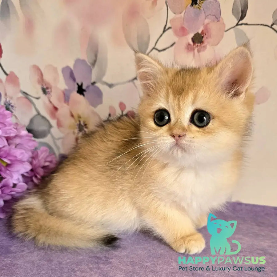 Alice British Shorthair female black golden shaded - live animals