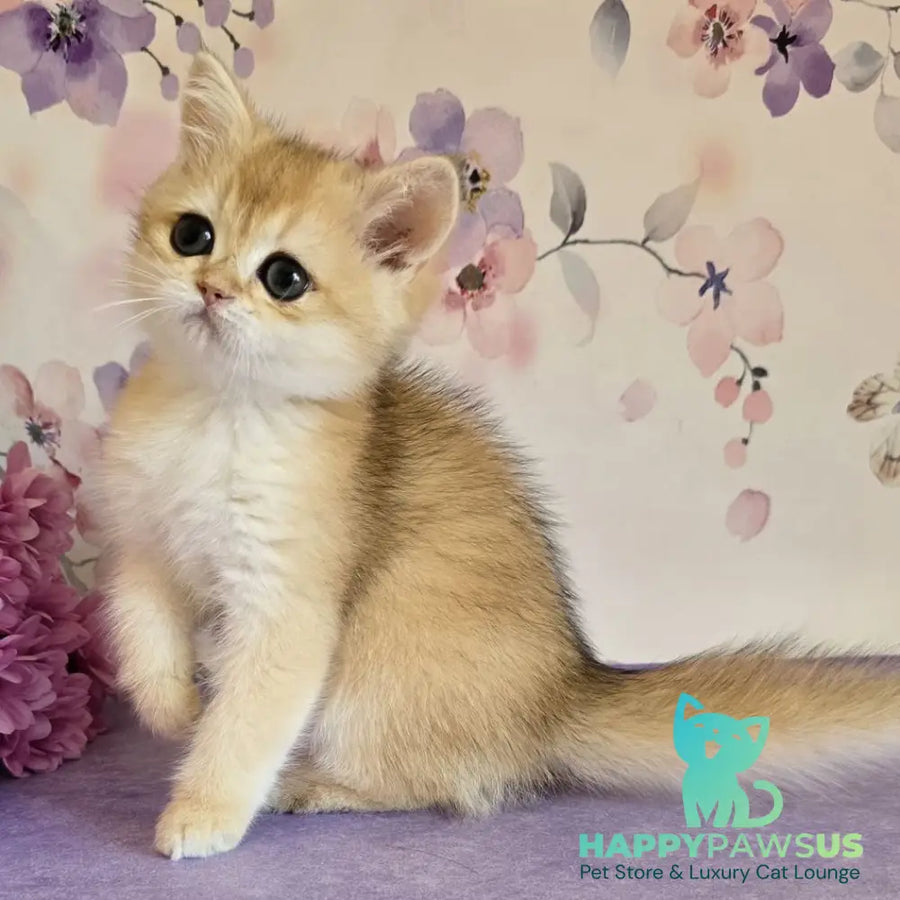 Alice British Shorthair female black golden shaded - live animals
