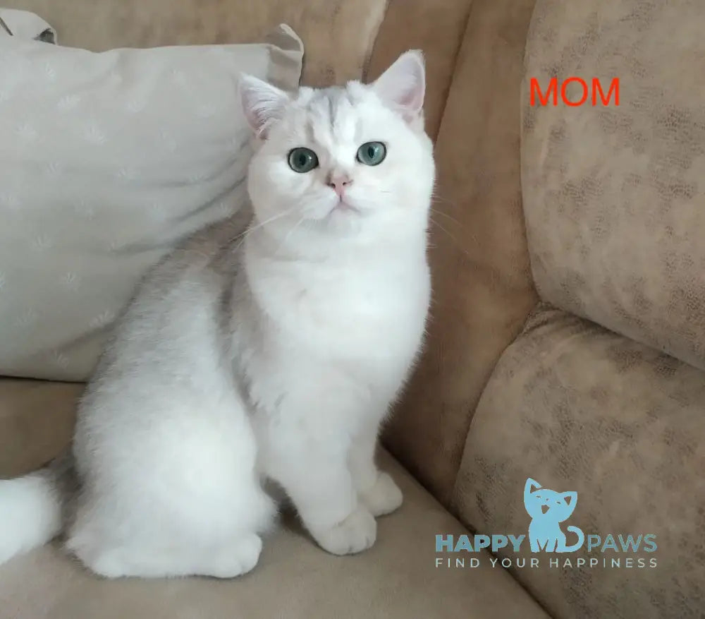 Alice British Shorthair female black silver shaded live animals