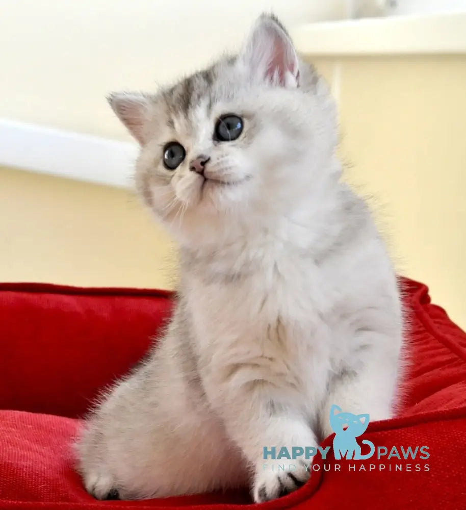 Alice British Shorthair female black silver shaded live animals