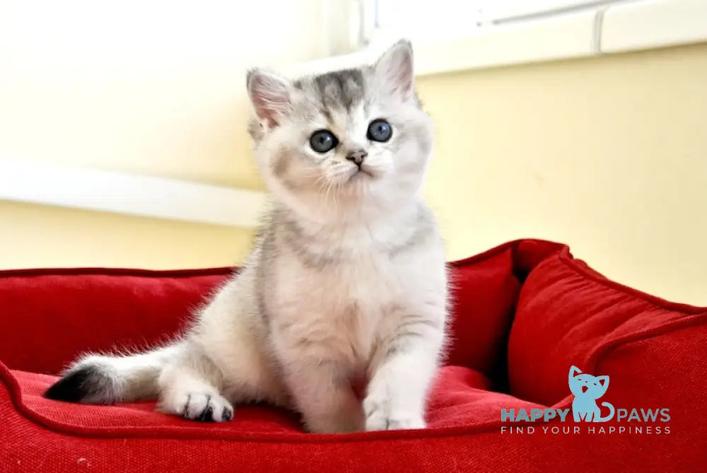 Alice British Shorthair female black silver shaded live animals