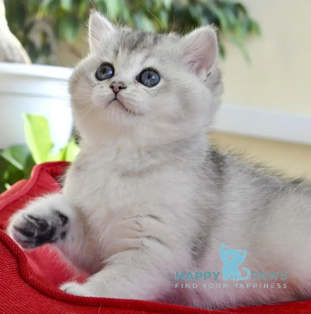 Alice British Shorthair female black silver shaded live animals