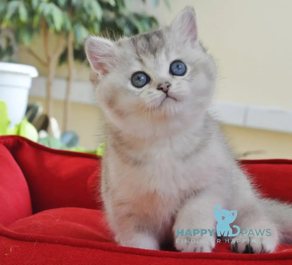 Alice British Shorthair female black silver shaded live animals