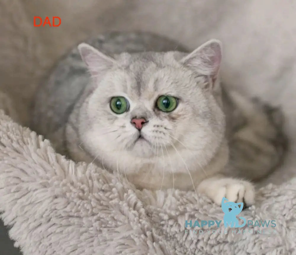 Alice British Shorthair female black silver shaded live animals