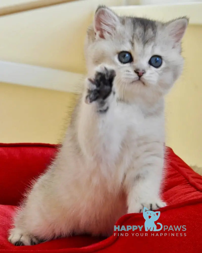 Alice British Shorthair female black silver shaded live animals