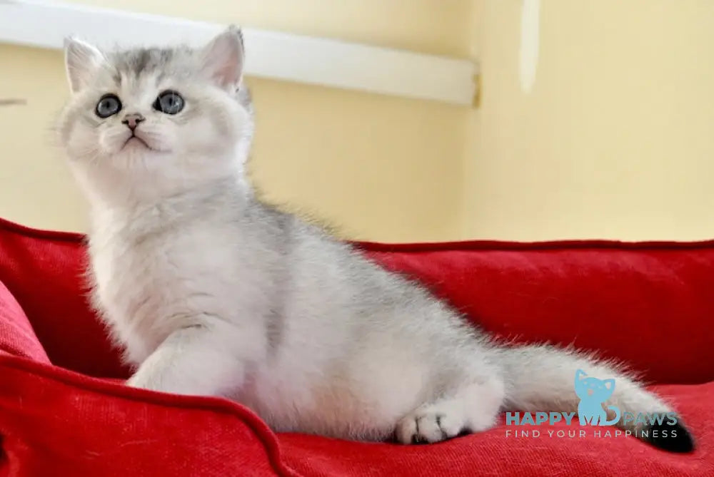 Alice British Shorthair female black silver shaded live animals