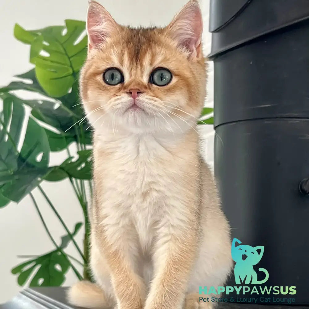 Alice British Shorthair male black golden shaded - live animals