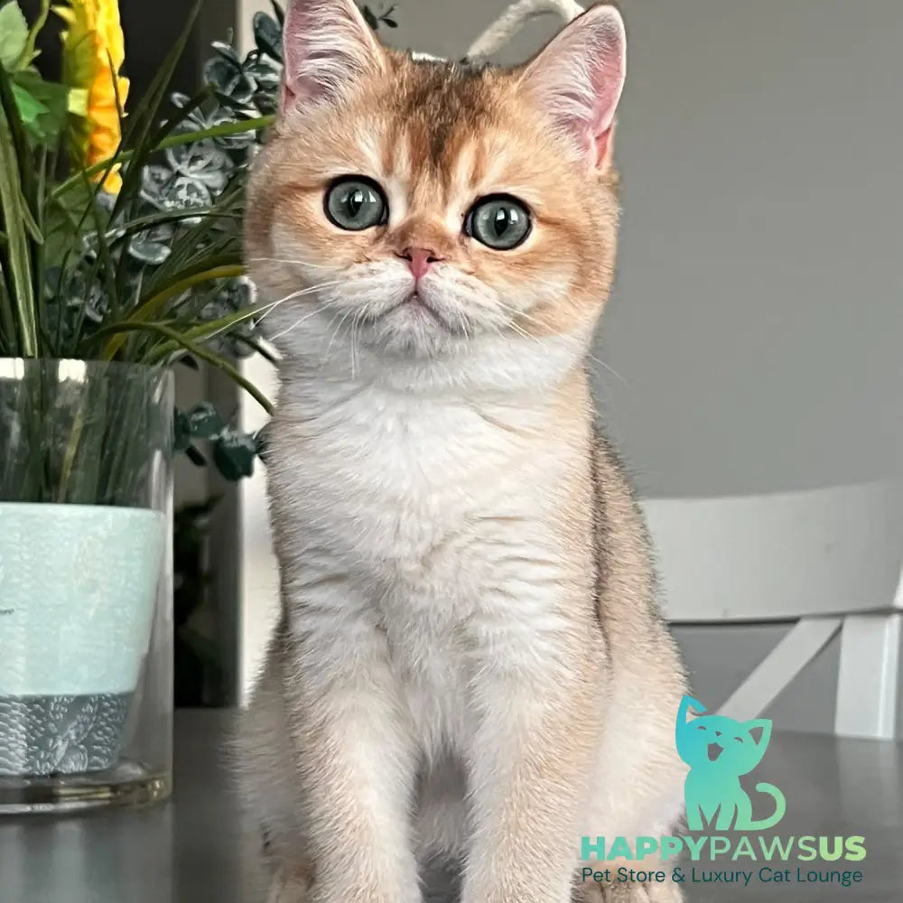 Alice British Shorthair male black golden shaded - live animals