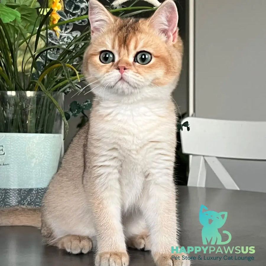 Alice British Shorthair male black golden shaded - live animals