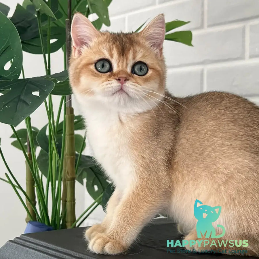 Alice British Shorthair male black golden shaded - live animals