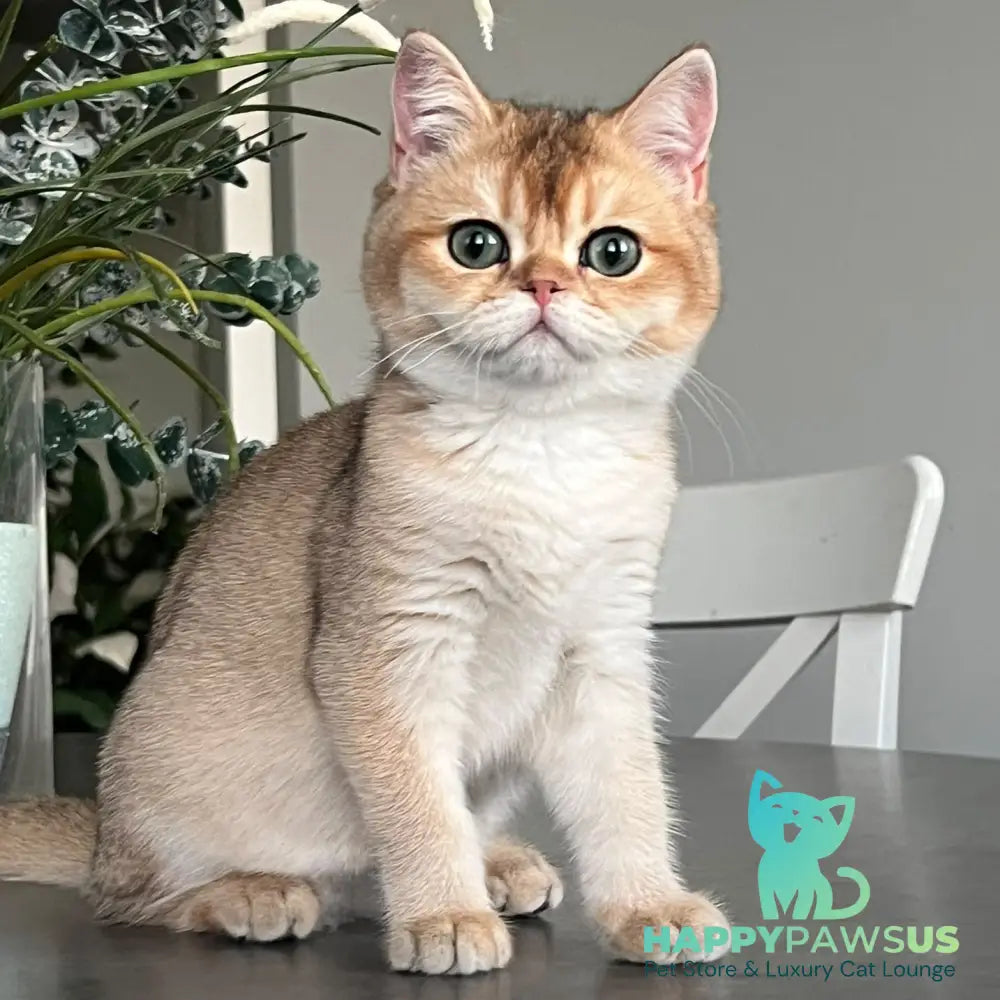 Alice British Shorthair male black golden shaded - live animals