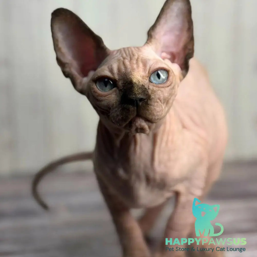 Alice Canadian Sphynx female black tortie pointed - live animals
