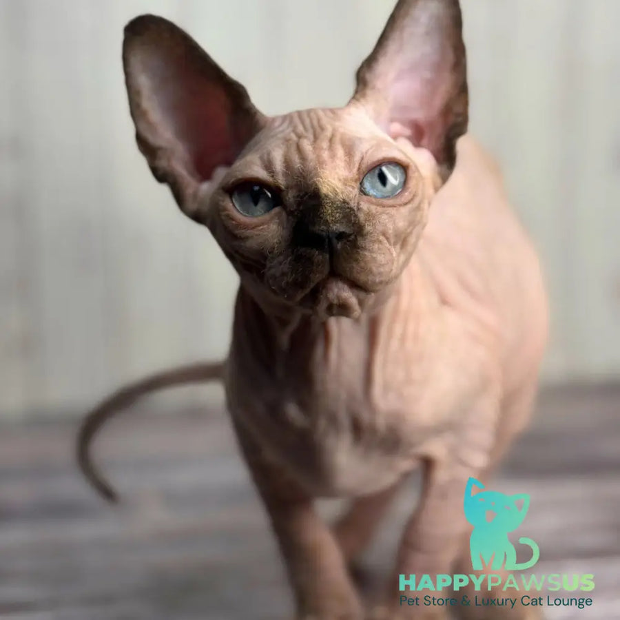 Alice Canadian Sphynx female black tortie pointed - live animals
