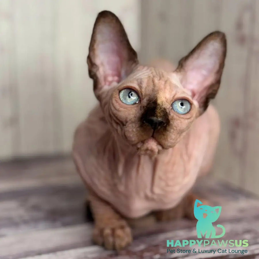 Alice Canadian Sphynx female black tortie pointed - live animals