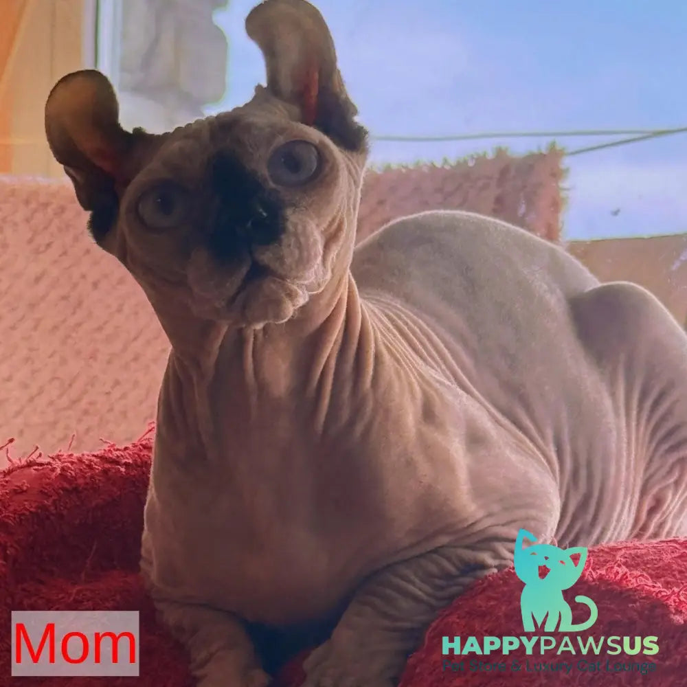 Alice Canadian Sphynx female black tortie pointed - live animals
