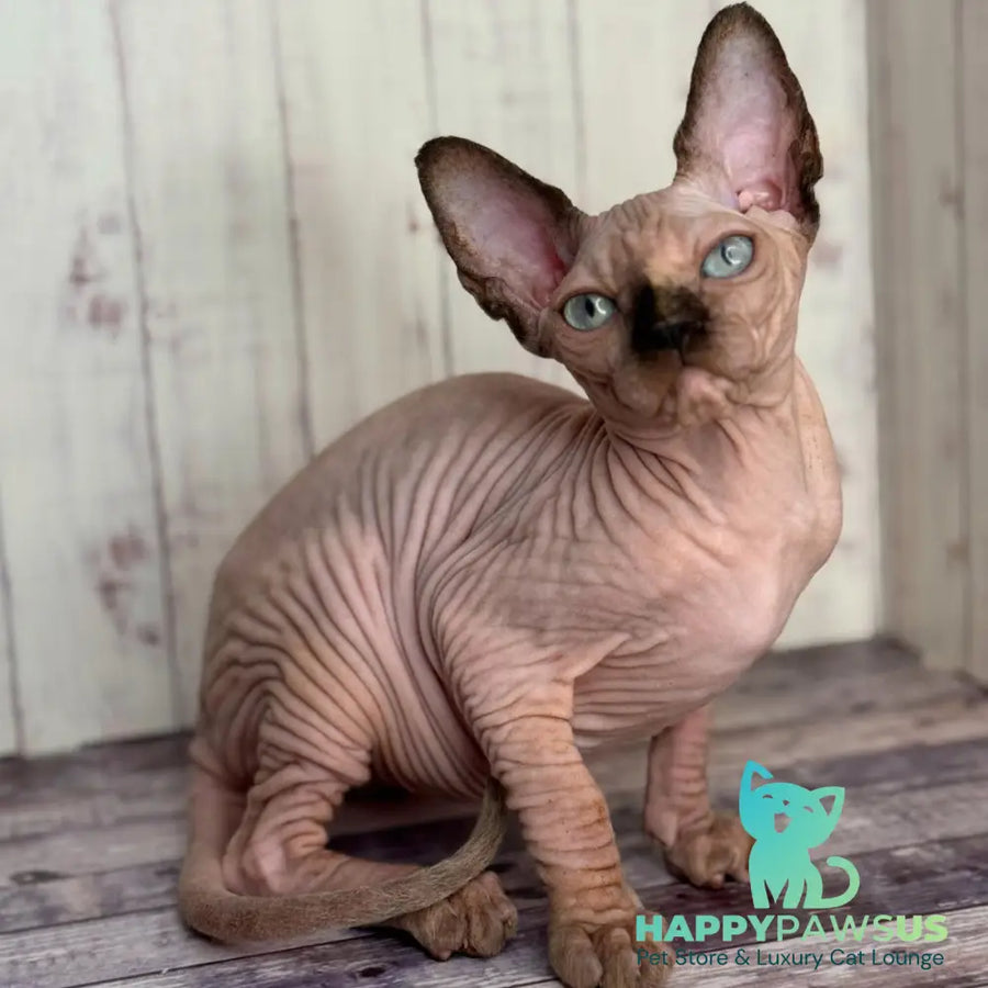 Alice Canadian Sphynx female black tortie pointed - live animals