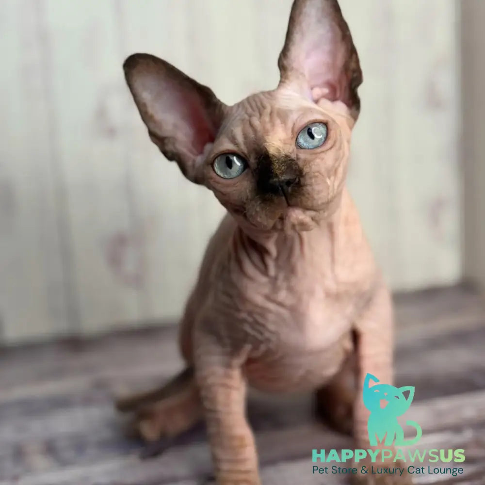 Alice Canadian Sphynx female black tortie pointed - live animals