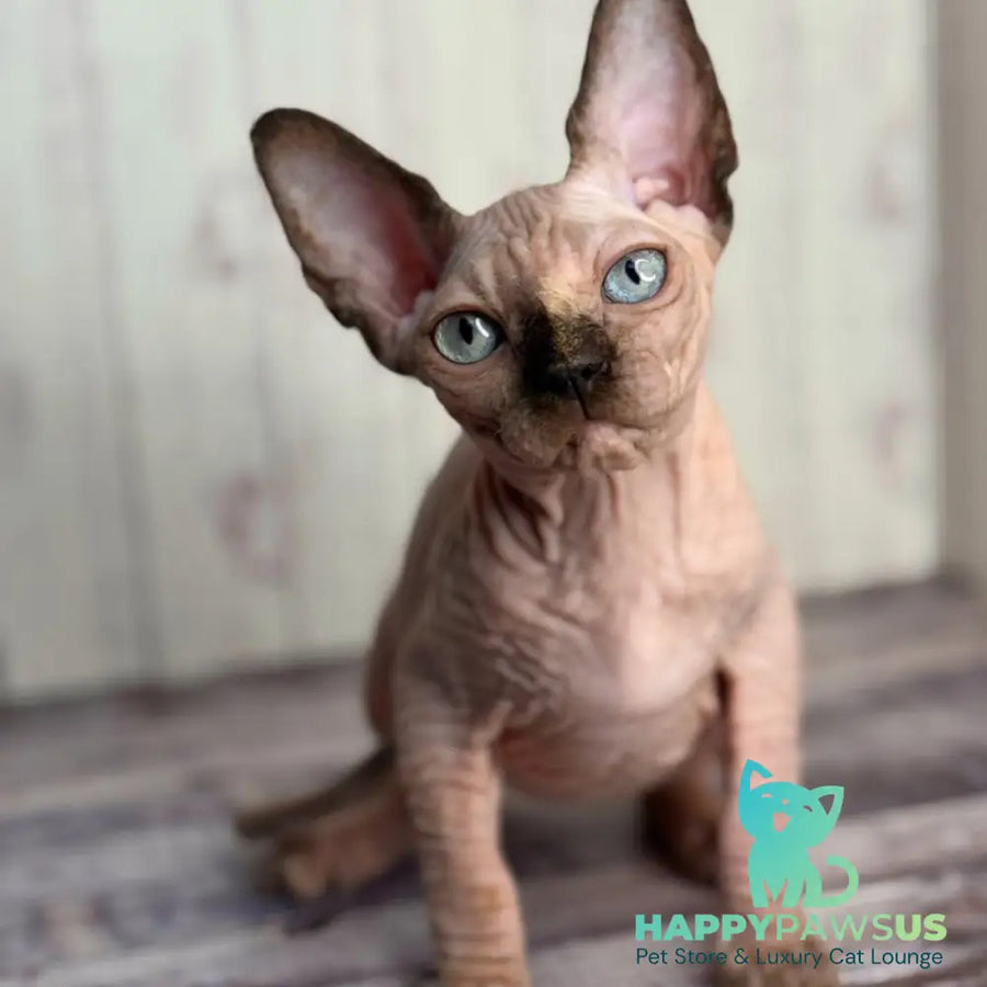 Alice Canadian Sphynx female black tortie pointed - live animals