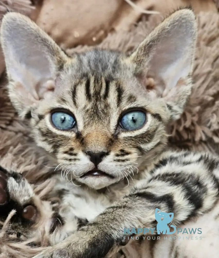 Alice Devon Rex female black tabby live animals