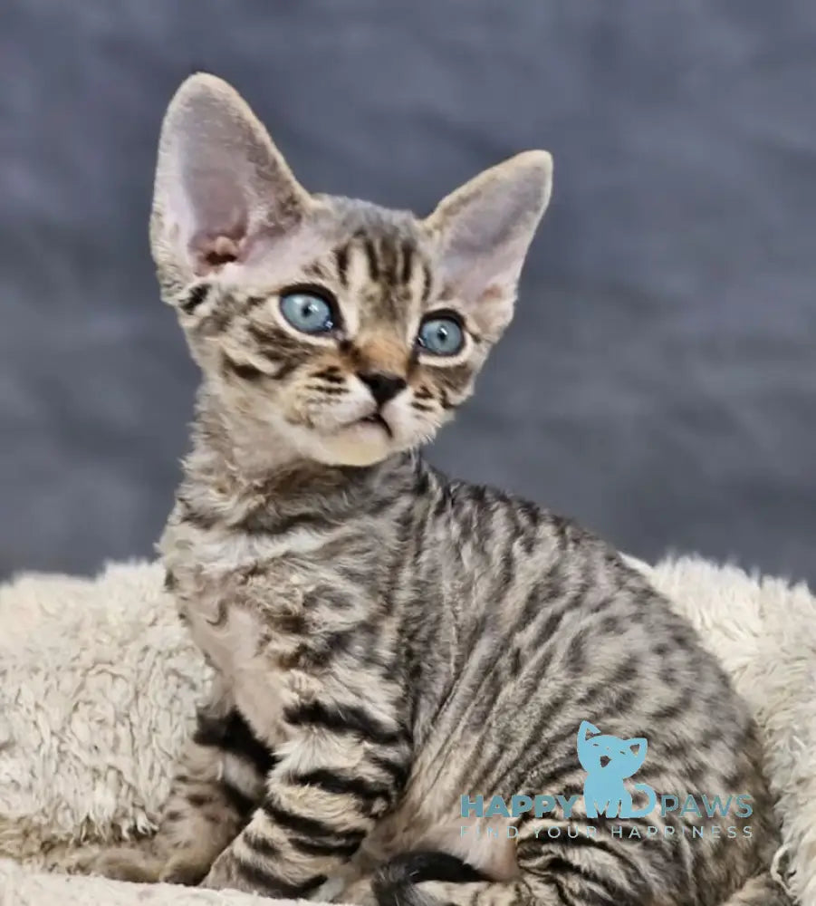 Alice Devon Rex female black tabby live animals