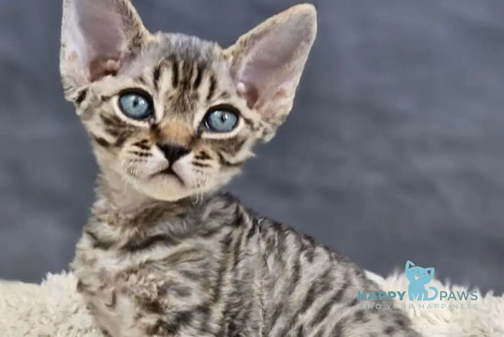 Alice Devon Rex female black tabby live animals