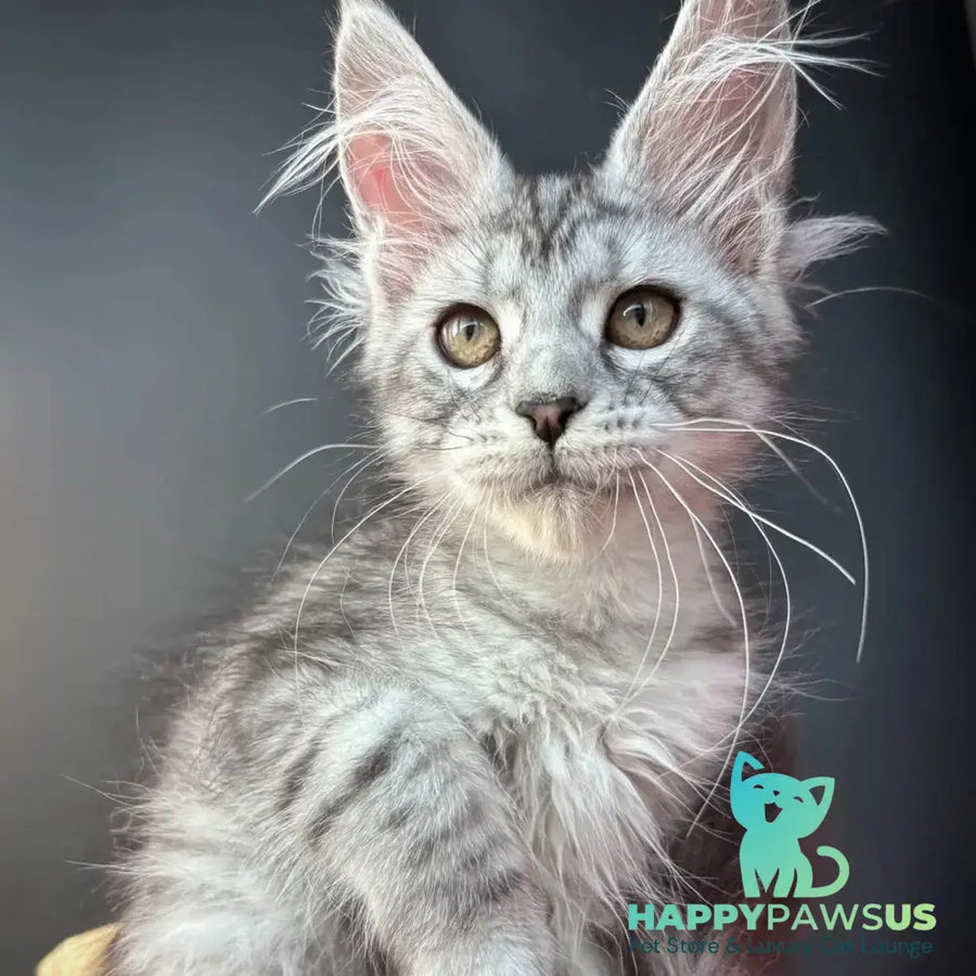 Alice Maine Coon female black silver spotted tabby - live animals