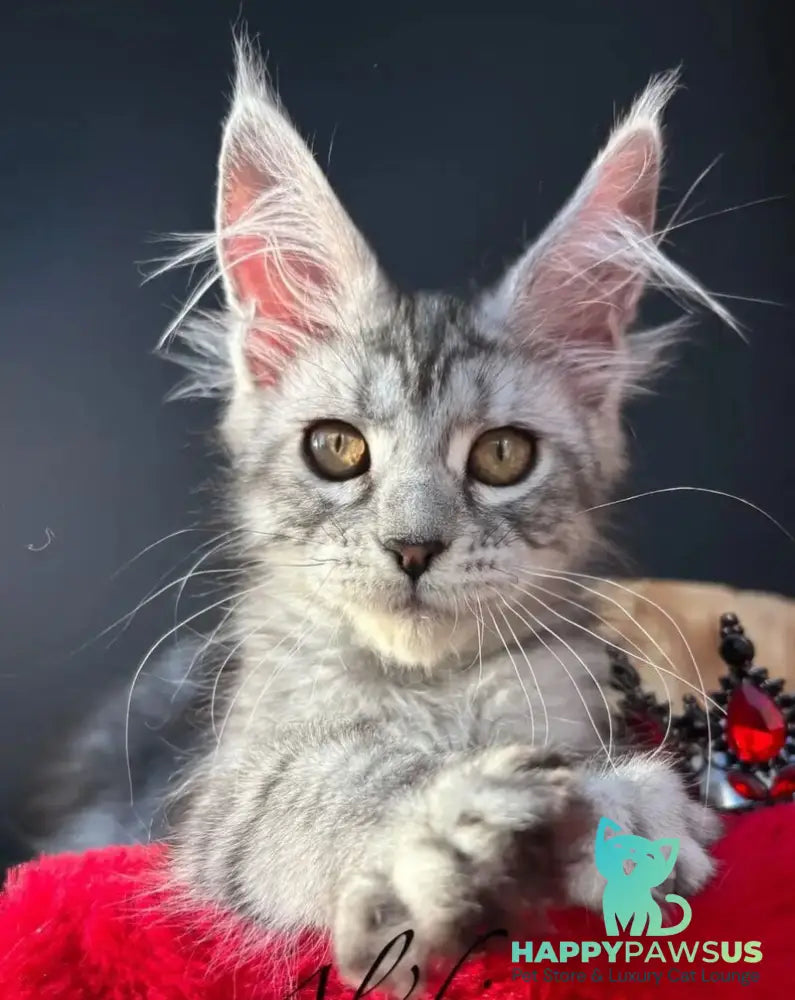 Alice Maine Coon female black silver spotted tabby - live animals