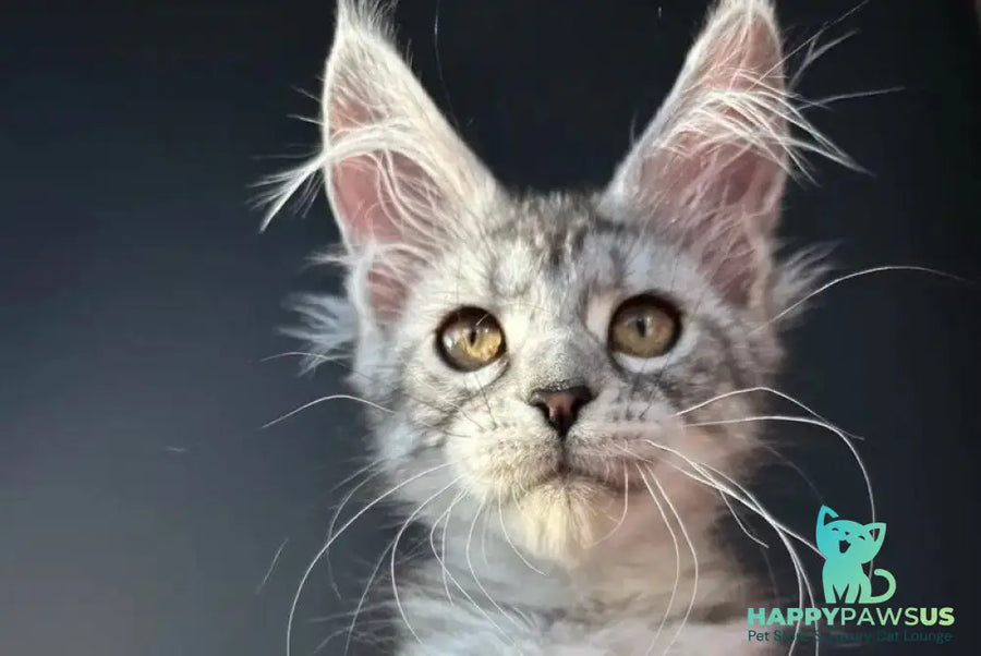 Alice Maine Coon female black silver spotted tabby - live animals