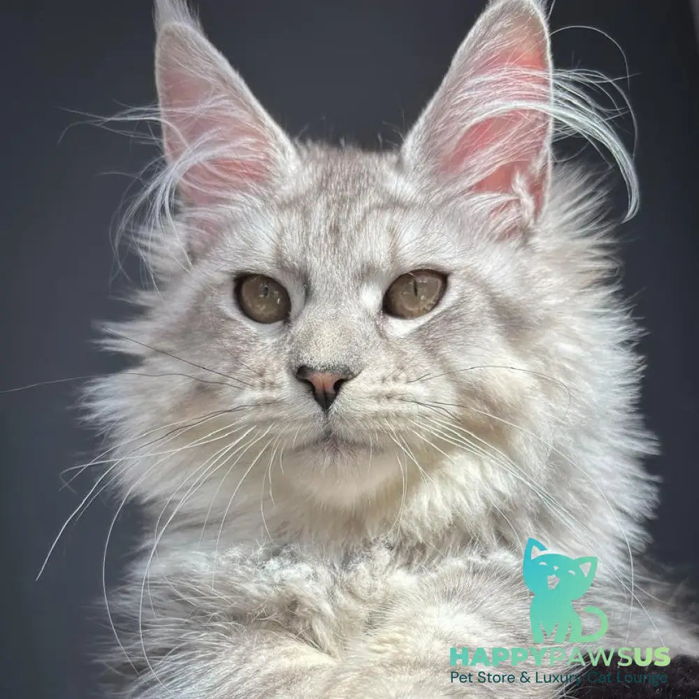 Alice Maine Coon female black silver spotted tabby - live animals