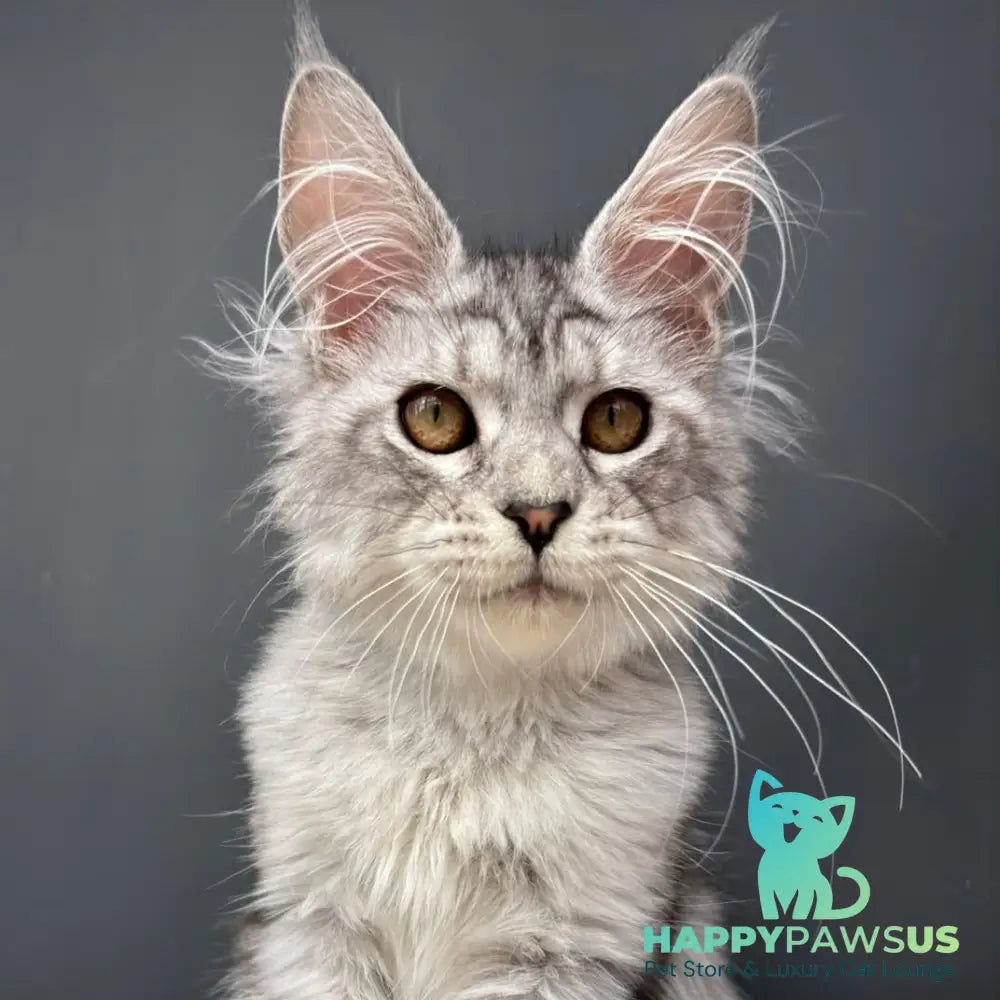 Alice Maine Coon female black silver spotted tabby - live animals