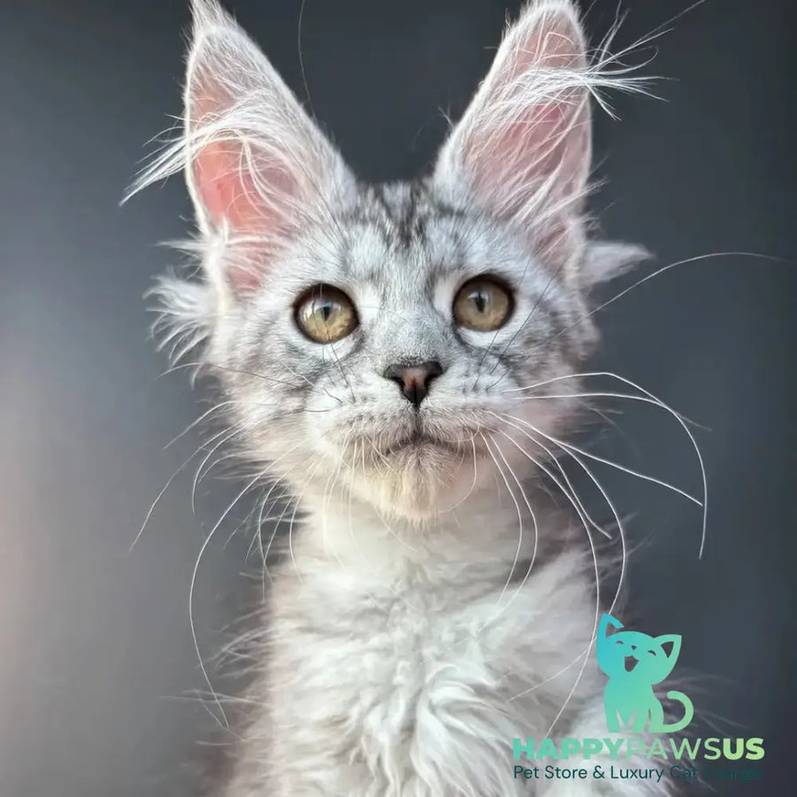 Alice Maine Coon female black silver spotted tabby - live animals