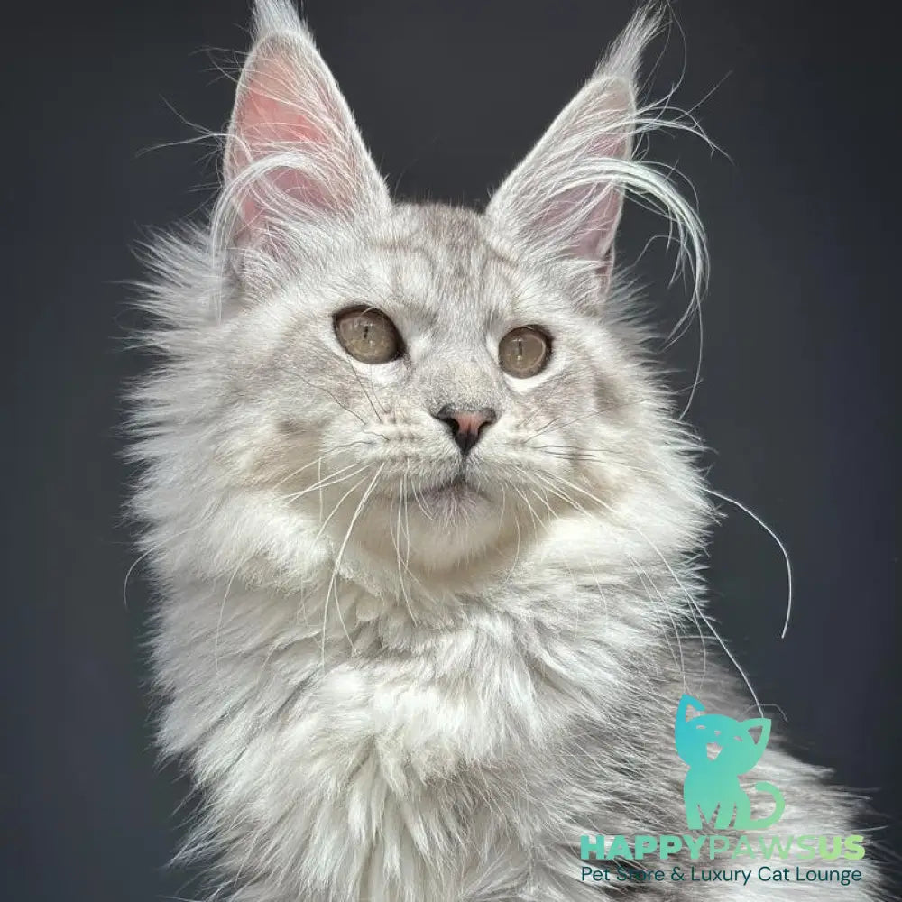 Alice Maine Coon female black silver spotted tabby - live animals