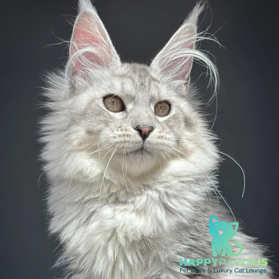 Alice Maine Coon female black silver spotted tabby - live animals