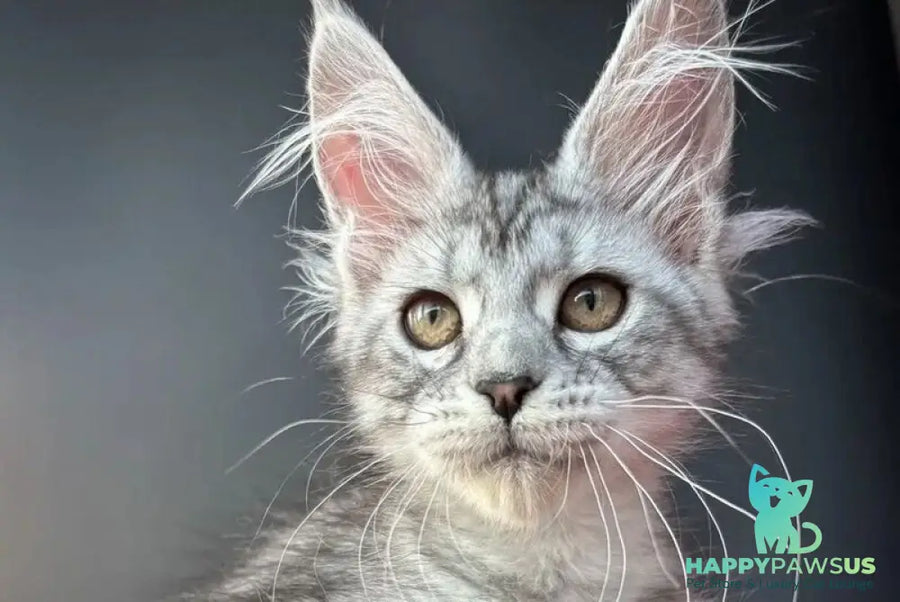 Alice Maine Coon female black silver spotted tabby - live animals