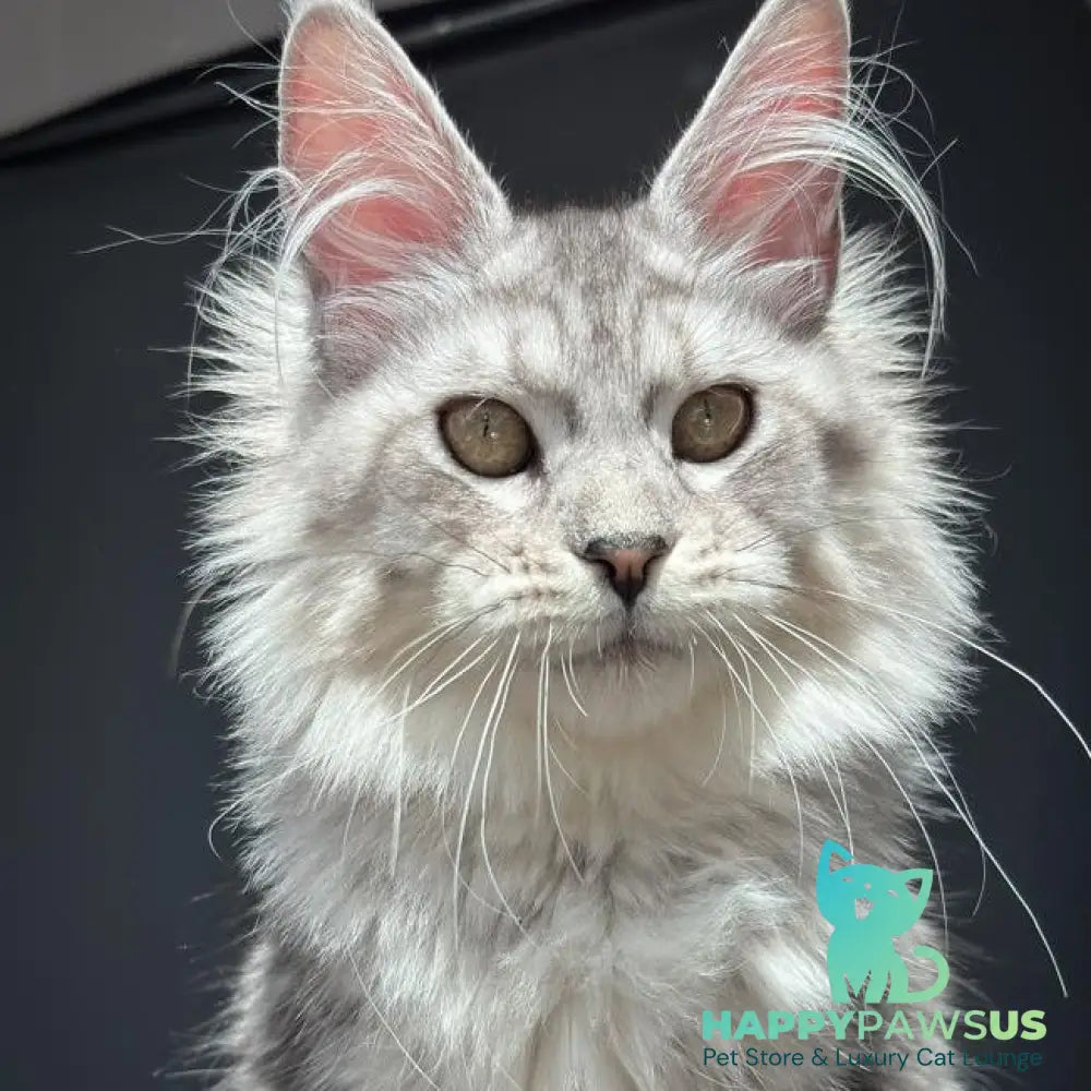 Alice Maine Coon female black silver spotted tabby - live animals