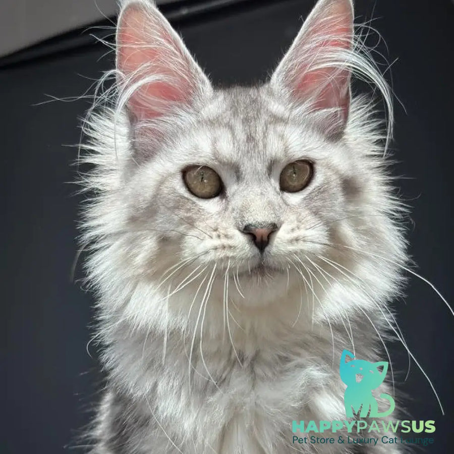 Alice Maine Coon female black silver spotted tabby - live animals