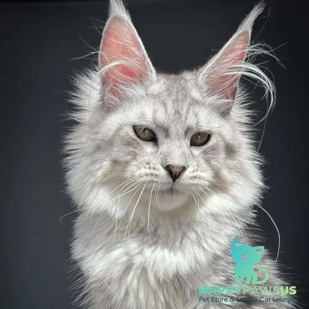 Alice Maine Coon female black silver spotted tabby - live animals