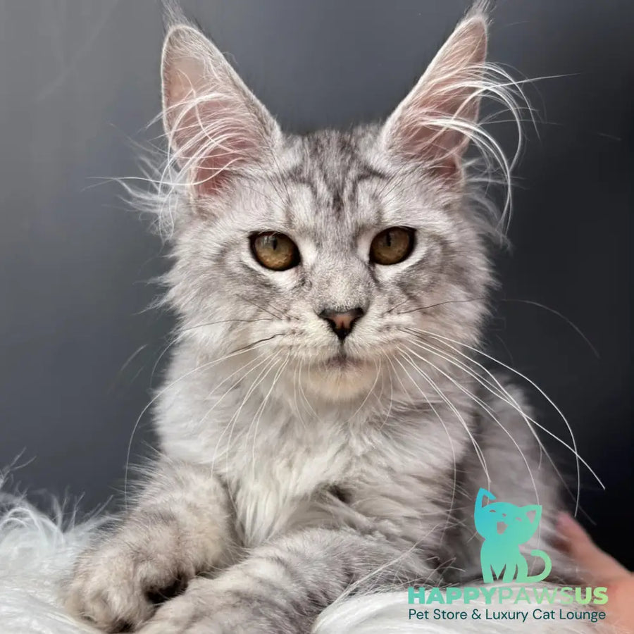 Alice Maine Coon female black silver spotted tabby - live animals