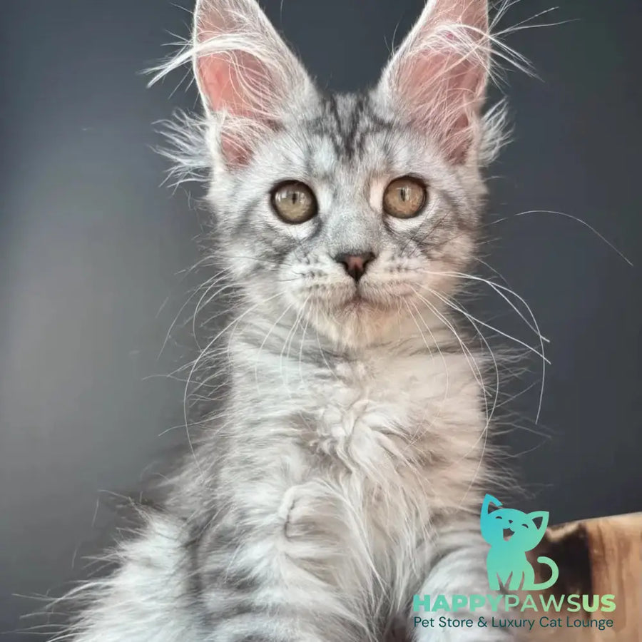 Alice Maine Coon female black silver spotted tabby - live animals