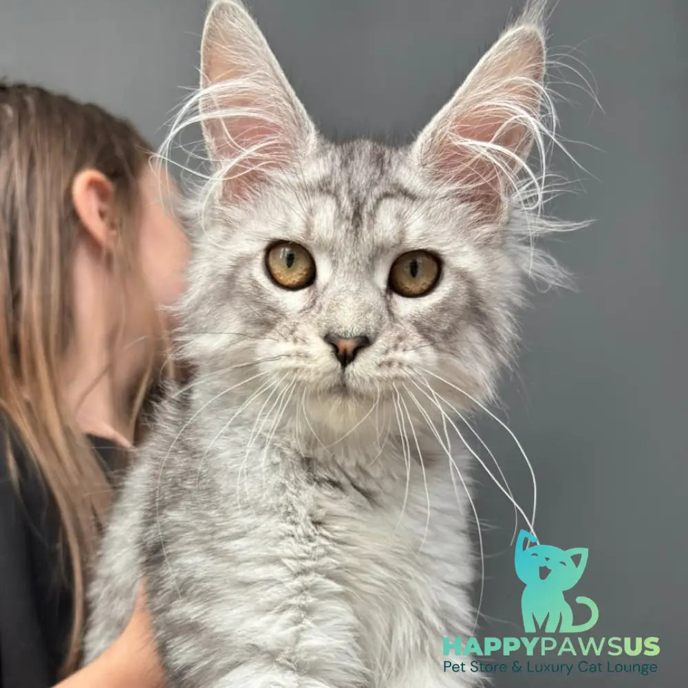 Alice Maine Coon female black silver spotted tabby - live animals
