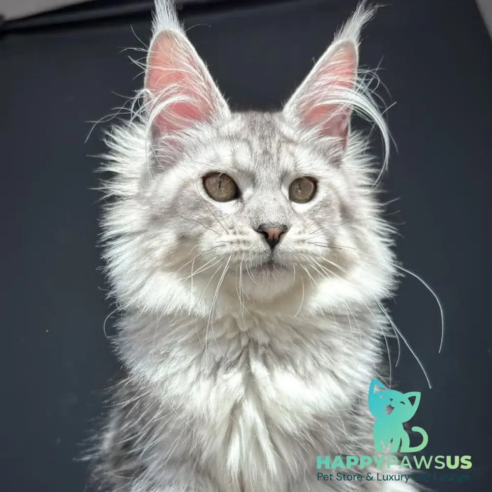 Alice Maine Coon female black silver spotted tabby - live animals