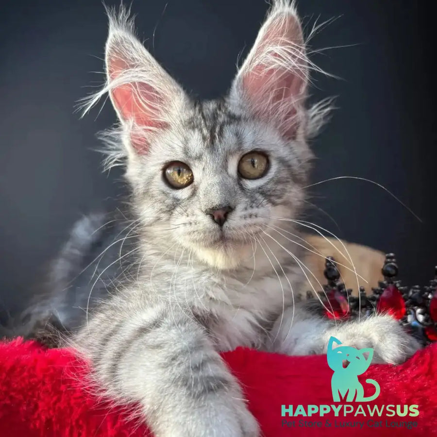 Alice Maine Coon female black silver spotted tabby - live animals