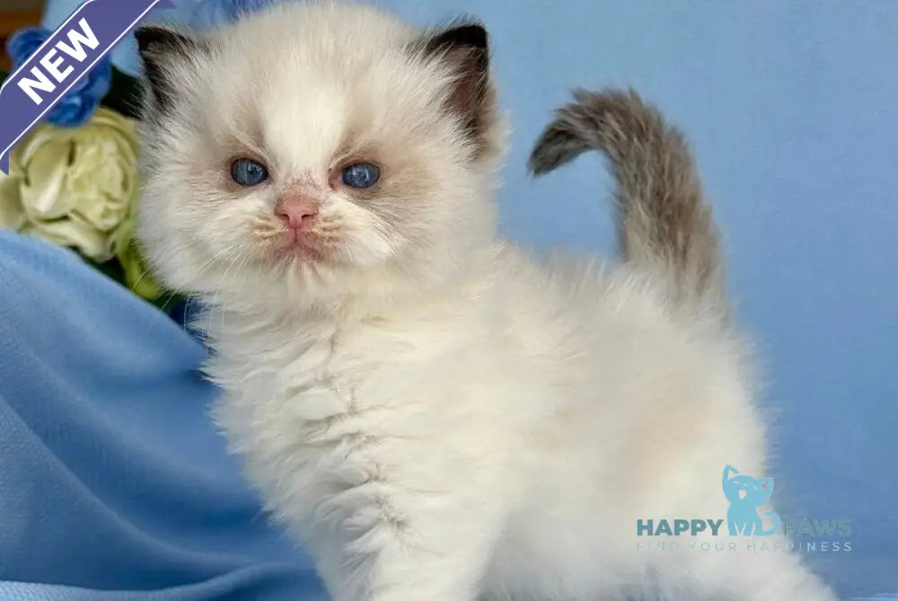 Alice Ragdoll female black bicolour live animals